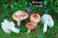 Russula aurora-amf1642-1